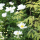 Paeonia lactiflora 'Krinkled White' (Peony 'Krinkled White') Added by Nicola
