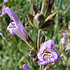 Salvia blancoana 