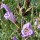 Salvia blancoana  added by Shoot)