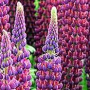 ‘Masterpiece’ is a clump-forming, herbaceous perennial with palmate, mid-green leaves and erect, terminal racemes of deep purple-red flowers with orange flecks in early summer. Lupinus ‘Masterpiece’ added by Shoot)