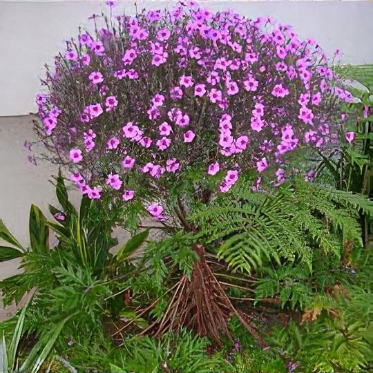 Geranium maderense