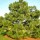 Pinus montezumae added by Shoot)