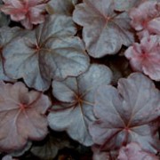 ‘Obsidian’ is a clump-forming, semi-evergreen perennial with smooth, glossy, rounded, lobed, dark purple-black leaves and tall red stems bearing loose panicles of ivory flowers in summer.  Heuchera ‘Obsidian’ added by Shoot)