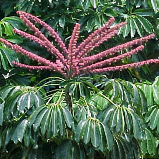 Schefflera actinophylla