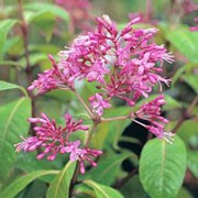 Fuchsia arborescens added by Shoot)