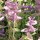 Salvia viridis added by Shoot)
