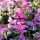 Salvia viridis (Annual clary) Added by Nicola