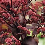 'Xenox' is a mounding, herbaceous perennial with small, purple-green leaves that deepen to burgundy when the rose coloured flower heads appear in mid to late summer. Sedum 'Xenox' added by Shoot)