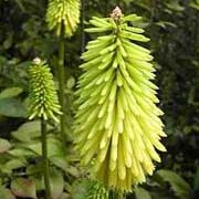 ‘Bees’ Lemon’ is a clump-forming, evergreen perennial.  It has grassy foliage and in late summer to early autumn, on upright stems, bears spikes of lemon-yellow flowers that open from green buds. Kniphofia ‘Bees’ Lemon’ added by Shoot)