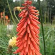 ‘John Benary’ is a clump-forming, evergreen perennial. It has grassy foliage and in late summer to early autumn, on upright stems, bears spikes of yellow-tipped, red flowers that open from orange-red buds.  Kniphofia ‘John Benary’ added by Shoot)