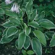 var. albomarginata is an herbaceous perennial with shiny, mid-green, ribbed, heart-shaped leaves edged creamy-white.  Pale lavender funnel-shaped flowers are borne in summer. Hosta undulata var. albomarginata added by Shoot)