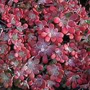 'Purpureum' is a mat forming, evergreen, succulant perennial with tiny, rounded rosettes of blue-green and rose coloured leaves covered with a silvery powder. In summer it is topped by small, star-shaped yellow flowers. Sedum spathulifolium 'Purpureum' added by Shoot)