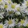 'Snow Cushion' is a compact, mound-forming perennial with narrow, green leaves and clusters of white daisy-like flowers with yellow centres in late summer and autumn. Aster novi-belgii 'Snow Cushion' added by Shoot)