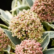 'Magic Marlot' is a compact, evergreen shrub with green leaves edged in cream. It has decorative, domed clusters of cream flower buds in winter that gradually change to red, opening in spring to white flragrant flowers. Skimmia japonica 'Magic Marlot' added by Shoot)