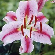 'Emmely' is an Asiactic hybrid lily with an upright, single, straight stem and green, lance-shaped leaves. In summer it has fragrant, white flowers with deep-pink bars and freckles. Lilium 'Emmely' added by Shoot)