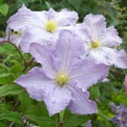 'Blue Angel' is a vigorous, decicious climber with ovate, mid-green leaves and pale blue flowers with ruffled petals and yellow stamens from midsummer to early autumn. Clematis 'Blue Angel' added by Shoot)