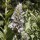 Agastache urticifolia added by Shoot)