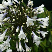 'Enigma' is an upright perennial with green strap-like leaves surrounding erect stems topped with globes of white and blue trumpet-shaped blooms in summer to early autumn. Agapanthus 'Enigma' added by Shoot)