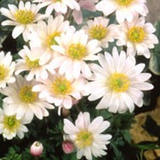 'White Splendour' is a tuberous perennial with green, fern-like foliage and white daisy-like flowers with yellow centres that bloom in early spring. 'White Splendour' added by Shoot)