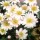 'White Splendour' is a tuberous perennial with green, fern-like foliage and white daisy-like flowers with yellow centres that bloom in early spring. 'White Splendour' added by Shoot)