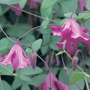 'Confetti' is a vigorous, deciduous, perennial climber with elliptic, blue-green leaves and nodding, rose-pink flowers from midsummer to autumn.
 Clematis 'Confetti' added by Shoot)