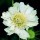 'Perfecta Alba' is a clump-forming perennial with lance-shaped grey-green leaves topped with large, white flowers on erect stems in summer.
 Scabiosa caucasica 'Perfecta Alba'  added by Shoot)