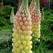 'Chameleon' is a herbaceous perennial with clumping, green leaves and in late spring it bears tall spires of yellow flowers that are edged with deep pink. Lupinus 'Chameleon' added by Shoot)
