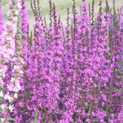 ‘Dropmore Purple’ is a tall, clump-forming herbaceous perennial with mid-green, lance-shaped leaves and spires of purple-pink flowers in mid to late summer. Lythrum virgatum ‘Dropmore Purple’ added by Shoot)