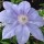 'Lady Caroline Nevill' is a deciduous, climbing perennial with mid-green leaves and large, semi-double, pale lavender-blue flowers with pinkish-brown stamens in summer. Clematis 'Lady Caroline Nevill' added by Shoot)