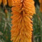 'Bees’ Sunset' is a clump-forming, upright perennial with stout stems, grassy green leaves, and tubular spikes of yellow-orange flowers in summer. Kniphofia 'Bees’ Sunset' added by Shoot)