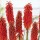 'Nancy's Red' is a clump-forming, upright perennial with tall stems, grassy green leaves, and tubular spikes of dusty red-orange flowers in summer.
 Kniphofia 'Nancy's Red'  added by Shoot)