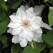 Clematis 'Mrs. George Jackman' is a compact, deciduous climber with birght to mid-green leaves and large, semi-double creamy-white flowers with pale brown anthers in early summer. Clematis 'Mrs. George Jackman' added by Shoot)