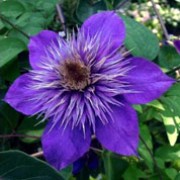 'Multi Blue' is a compact, deciduous climber with bright to mid-green leaves and large, double to semi-double, blue flowers with paler blue, feathery centres blooming from early summer to early autumn. Clematis 'Multi Blue' added by Shoot)