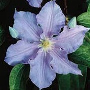 'Will Goodwin' is a medium-sized, deciduous climber with mid- to dark green leaves and pale, violet-blue, wavy-edged flowers with pale yellow anthers blooming in summer. Clematis 'Will Goodwin' added by Shoot)