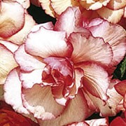 'Blushing Sensation' is a bushy, arching annual that has green leaves and full, double-blooms of white flowers flushed with red, and red margins. Begonia 'Blushing Sensation' added by Shoot)