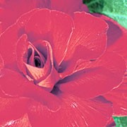 'Double Trumpet Red' is a hybrid tuberous Begonia. Is has a bushy, upright form with green leaves having light green veining. In summer they have red flowers with many petals, all spiralling towards a rosebud centre.  Begonia 'Double Trumpet Red' added by Shoot)