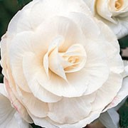'Double Trumpet White' is a hybrid tuberous Begonia. Is has a bushy, upright form with green leaves having light green veining. In summer they have white flowers with many petals, all spiralling towards a rosebud centre. Begonia 'Double Trumpet White' added by Shoot)
