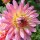 'Extase'' is a compact herbaceous perennial with dark-green lobed leaves and double, orange- pink flowers, yellow-flushed in the centre, in summer and autumn. Dahlia 'Extase' added by Shoot)