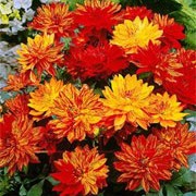 'Wonder of Nature' is a compact herbaceous perennial with dark-green lobed leaves and double, golden yellow flowers with variable streaking of dark orange in summer and autumn. Dahlia 'Wonder of Nature' added by Shoot)