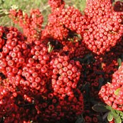 'Saphyr Rouge' is a compact, thorny, evergreen shrub with narrow glossy leaves, clusters of white flowers followed by bright red berries. Pyracantha 'Saphyr Rouge' added by Shoot)