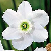 'Green Pearl' is a bulbous perennial with strap-like, green leaves and white flowers with overlapping petals and white cups with a green centre in spring. Narcissus 'Green Pearl' added by Shoot)