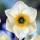 'Lancaster' is a bulbous perennial with green, strap-like leaves and white flowers with overlapping petals and cups that are green in the centre, yellow in the middle and orange at the rim blooming in early to mid-spring. Narcissus 'Lancaster' added by Shoot)