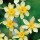 'New Baby' is a dwarf, clump-forming, bulbous perennial with green, strap-like leaves and fragrant, creamy- to greenish-white flowers with bright yellow cups blooming in late spring. Narcissus 'New Baby' added by Shoot)