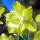 'Spellbinder' is a clump-forming, bulbous perennial with green, strap-like leaves and, in mid-spring, bright, sulphur-yellow flowers with yellow cups that fade to white as they mature. Narcissus 'Spellbinder' added by Shoot)