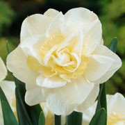 'White Lion' is a clump-forming, bulbous perennial with green, strap-like leaves and fragrant, double, white and yellow flowers blooming in spring. Narcissus 'White Lion'  added by Shoot)
