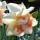 'My Story' is a clump-forming, bulbous perennial with green, strap-like leaves and fragrant, double, white flowers with yellow bases and frilled, pale orange cups blooming in mid-spring.
 Narcissus 'My Story' added by Shoot)