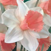 'Park Perfume' is a clump-forming, bulbous perennial with green, strap-like leaves and white flowers with pink cups blooming in mid-spring. Narcissus 'Park Perfume' added by Shoot)