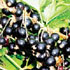 Ribes nigrum 'Big Ben'