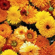 'Long Flowering' is an upright annual with green leaves and daisy-like flowers coloured in tones of yellows and oranges, blooming summer through until the frost. Calendula officinalis 'Long Flowering' added by Shoot)