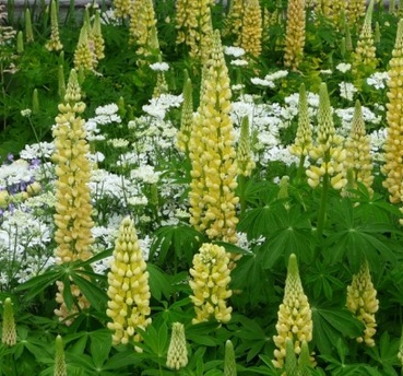 Lupinus 'Chandelier' (Band of Nobles Series)